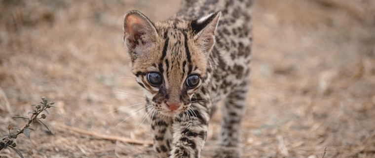 chat Safari